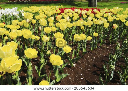An Image of Tulip Garden