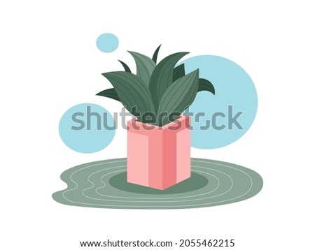 Home snake plant in a pot illustration. Vector sansevieria isolated on white abstract background. Botanical cozy colored green snake plant leaves illustration for natural design in modern style.
