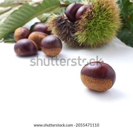 Shooting chestnuts on a white background