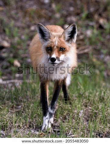 Red fox close-up profile front view in the springtime in its environment and habitat with a blur background and looking at camera. Fox Image. Picture. Portrait. Photo.