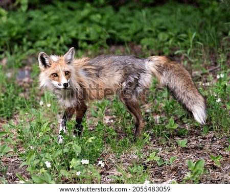 Red fox side view with foliage background and foreground displaying bushy tail, springtime fur in its environment and habitat. Fox Image. Picture. Portrait. Photo.