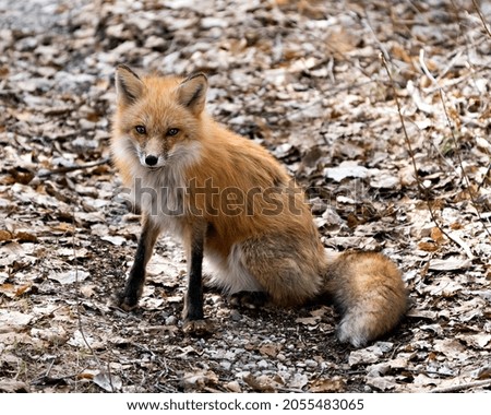 Red fox sitting on brown leaves background in the spring season displaying fox tail, fur, in its environment and habitat.  Fox Image. Picture. Portrait. Photo.