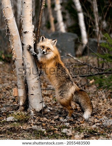 Red unique fox standing on hind legs by a birch tree in the spring season in its environment with blur background displaying white mark paws, unique face, fur, bushy tail. Fox Image.