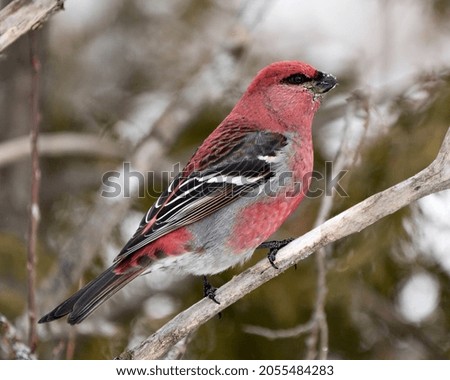 Pine Grosbeak close-up rear view, perched  with a blur background in its environment and habitat. Image. Picture. Portrait. Grosbeak Stock Photo.