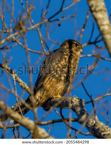 Hawk perched and bathing in sunlight on a tree with blue sky background in its environment and habitat surrounding displaying brown feather plumage.