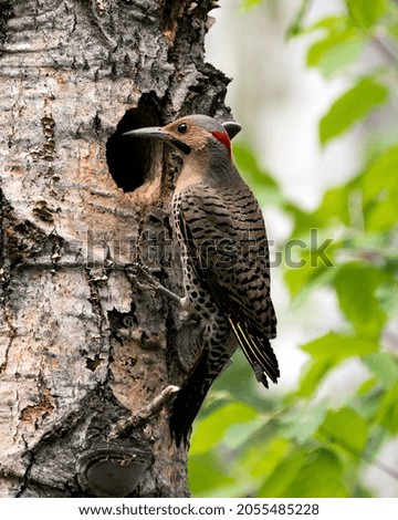 Northern Flicker male bird close-up view looking in its cavity nest entrance, in its environment and habitat surrounding during bird season mating displaying beautiful feathers. Flicker Bird Image.
