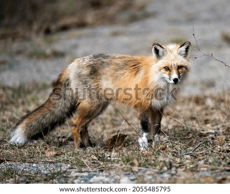 Red fox close-up profile in the springtime with blur background, displaying fox tail, fur, in its environment and habitat. Picture. Portrait. Photo. Fox Image.