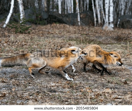 Red fox couple interacting with birch trees background in the springtime displaying open mouth, teeth, tongue, fox tail, fur, in their environment and habitat . Picture. Portrait. Photo. Fox Image.