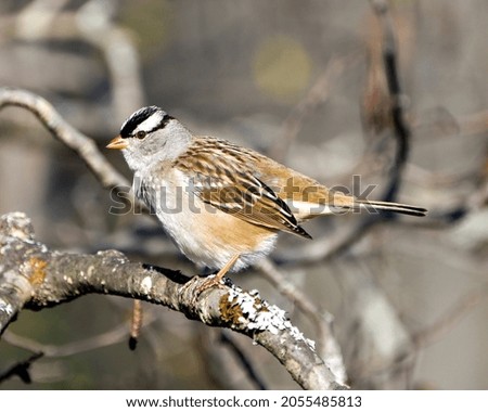 White-crowned sparrow perched on a a tree with blur background in its environment and habitat surrounding, displaying brown feather plumage. Sparrow Stock Photo and Image. Picture. Portrait.
