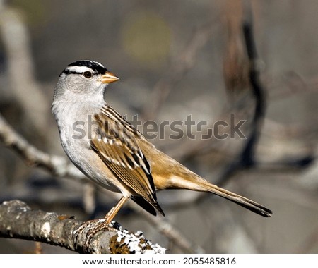 White-crowned sparrow perched on a a tree with blur background in its environment and habitat surrounding, displaying brown feather plumage. Sparrow Portrait. Picture.
