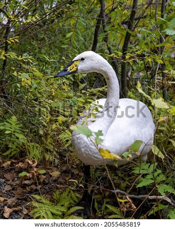 Tundra Swan close-up profile view in the bush with blur background displaying white angel plumage in its environment and habitat surrounding.