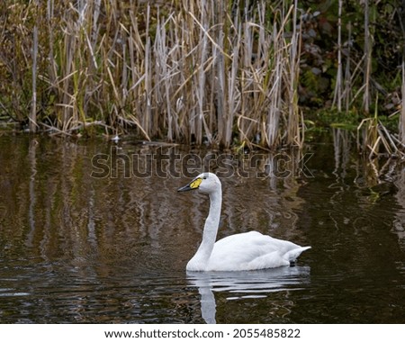 Tundra Swan swimming with blur background displaying white angel plumage in its environment and habitat surrounding.
