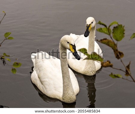 Tundra Swan couple swimming side by side with branches foreground in their environment and habitat surrounding, Swan Stock Photo and Image. Picture. Portrait.
