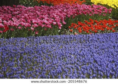 Image Of The Flower Field