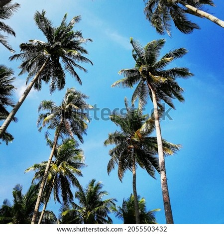 Nature coconut tree beach sunset lake river 