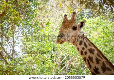Close-up of a giraffe in front of some with green leaves as background for wallpaper decorative design.