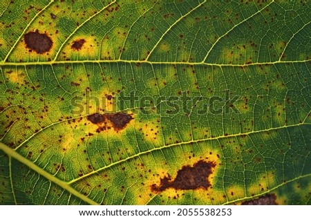 Brown spots on the leaf because plant disease Royalty-Free Stock Photo #2055538253