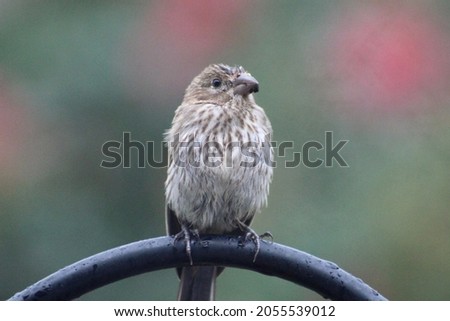 A female house finch that is perched on a black piece of metal. The bird is wet from a recent rain fall and has the remnants of a cracked seed on its beak.