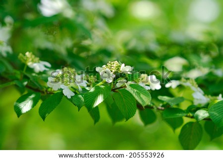 An Image of Flowers In Spring