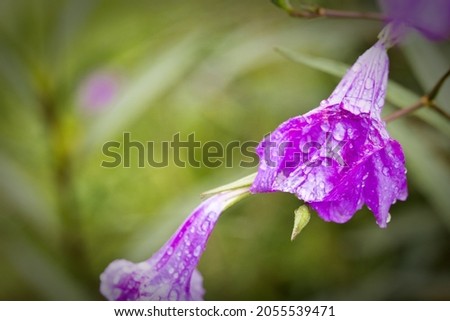 Purple flowers with water droplets on the copy space.