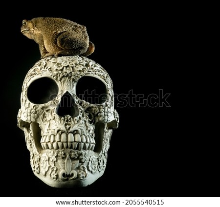 Large Asian toad on day of the dead scull hand made with intricate carving and designs human skull sculpture with dramatic lightning