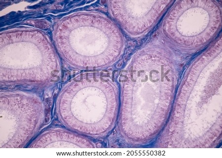 Anatomy and Histological Ovary and Testis human cells under microscope.
 Royalty-Free Stock Photo #2055550382