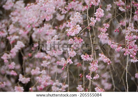 An Image of Cherry Tree
