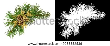 Christmas corner arrangement with pine twigs and golden cones isolated on white background and  silhouette on black 