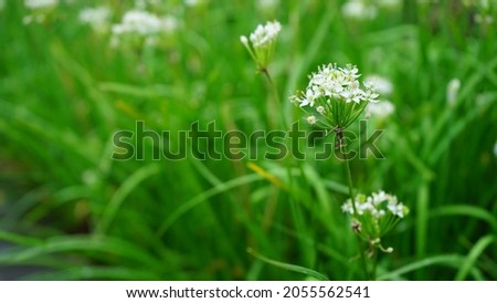Tiny white flowers in green plant field. White flower with green natural background in Jeju Island, South Korea. (selective focus, space for text)