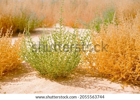 Common Saltwort, prickly glasswort or prickly saltwort (Salsola kali) Autumn bloom in green and yellow colors. Close up of beautiful plants on the beach in sunny day