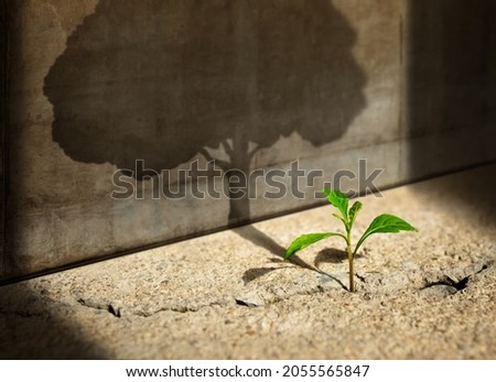 Start, Think Big, Growth Mindset, Recovery and Challenge in Life or Business Concept.Economic Crisis Symbol.New Green Sprout Plant Growth in Cracked Concrete and Shading a Big Tree Shadow on the Wall Royalty-Free Stock Photo #2055565847