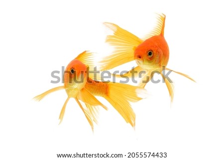 Koi Goldfish swimming isolated on white background