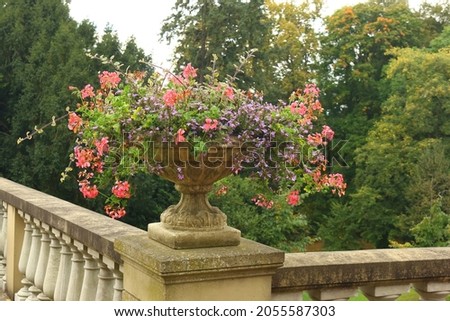One baroque flowerpot made of stone full of blooming flowers