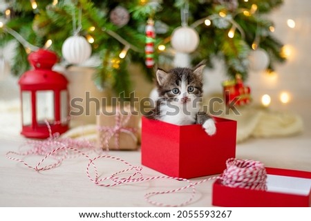 little funny kitten cat sits in a red box as a Christmas present on the background of a Christmas tree in the decoration concept of new year and christmas. High quality photo Royalty-Free Stock Photo #2055593267