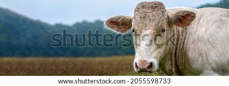 Charolais Cattle, white bull head front view. Royalty-Free Stock Photo #2055598733