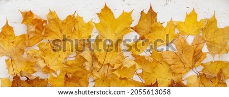 Multicolored Autumn leaves lie on white wooden table. A bunch of colorful leaves of marple. Flat lay. Autumn concept