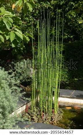 Bamboo Like Stems on a Vascular Evergreen Rough Horsetail Plant (Equisetum hyemale) Growing in a Pond in a Garden in Rural Devon, England, UK Royalty-Free Stock Photo #2055614657