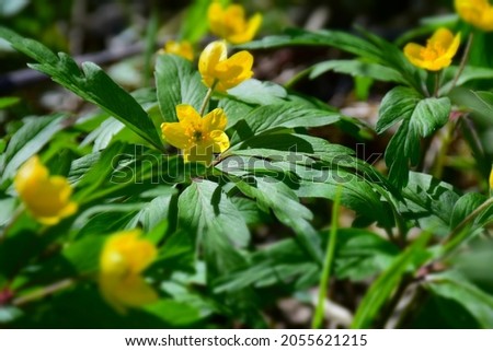 Beautiful yellow anemone flowers blooming on a forest ground in spring. Stock Photo