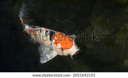 A Colorful Fancy Carp or Koi Fish Swimming in The Pond of A Japanese Garden Royalty-Free Stock Photo #2055642101