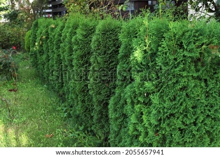 Green hedge of thuja trees. Green hedge of the tui tree. Cut thuja, nature, background. Royalty-Free Stock Photo #2055657941