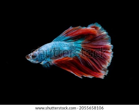 Colourful betta fish,Siamese fighting fish in movement isolated on black background. Capture the moving moment of colourful siamese fighting fish with clipping path.