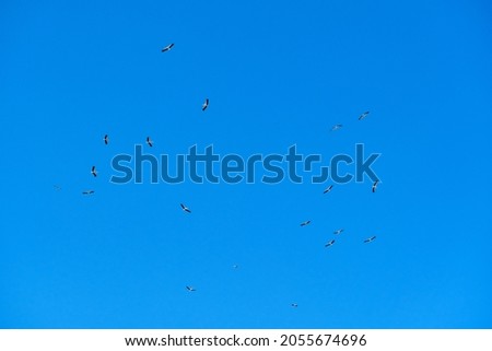 Flock of storks fly around and around