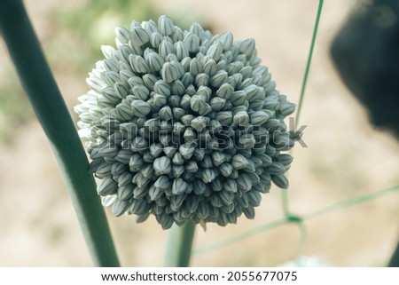 Close up of onion flower, on a farm. Background fresh's young plant. Macro photography view. 