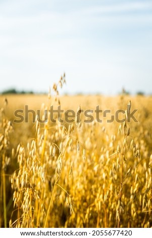 Ripe golden oats spikelets on the field. Selective focus. Shallow depth of field.