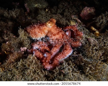 White-spotted octopus (octopus macropus) in the Mediterranea sea