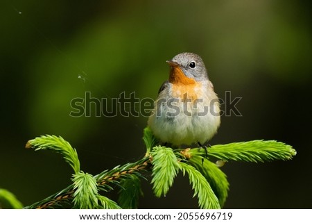 Close-up of an adult male Red-breasted flycatcher, Ficedula parva in an old-growth boreal forest in Estonia, Northern Europe. Royalty-Free Stock Photo #2055696719