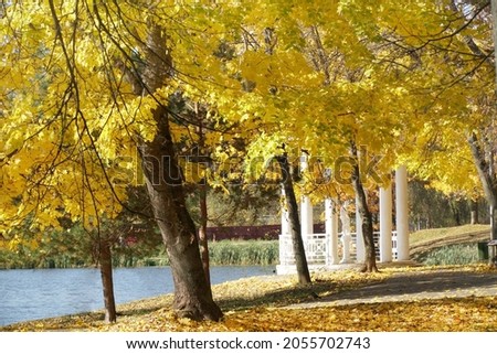 Autumn park in golden autumn. Pond gazebo. Belkin Park. Obninsk