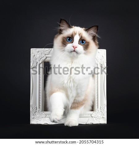 Cute seal bicolor Ragdoll cat kitten, standing through white picture frame. Looking to lens with mesmerizing blue eyes. Isolated on a black background.