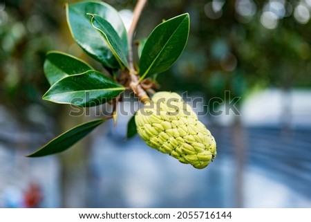 Close up of Magnolia fruit on tree in public park on sunny day. 
