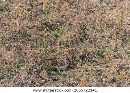 Section of a meadow covered with dry yarrow thickets and other various withered grass
